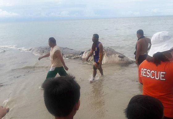 كائن عملاق بحري غريب وغامض يثير الرعب في جزيرة فلبينية! صورة رقم 3