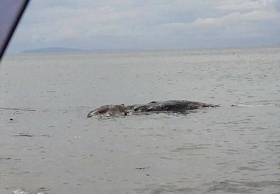 كائن عملاق بحري غريب وغامض يثير الرعب في جزيرة فلبينية! صورة رقم 2