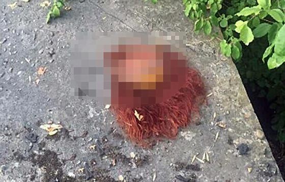 زوجان روسيان يأكلان لحوم البشر وصور لاشلاء امرأة تفضحهما! صورة رقم 4