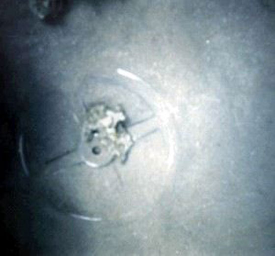 العثور على جيش فرعون الغارق بالقرب من البحر الاحمر صورة رقم 9