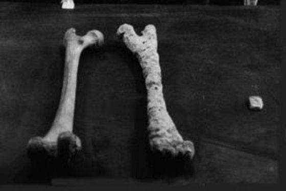 العثور على جيش فرعون الغارق بالقرب من البحر الاحمر صورة رقم 3