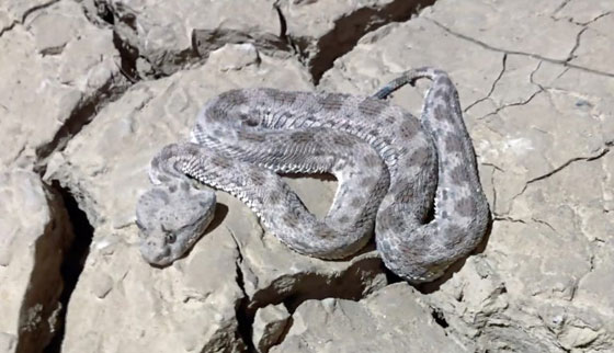 بالفيديو.. شاهدوا كيف أنقذ هذا الشاب أفعى قاتلة من موت محقق صورة رقم 2