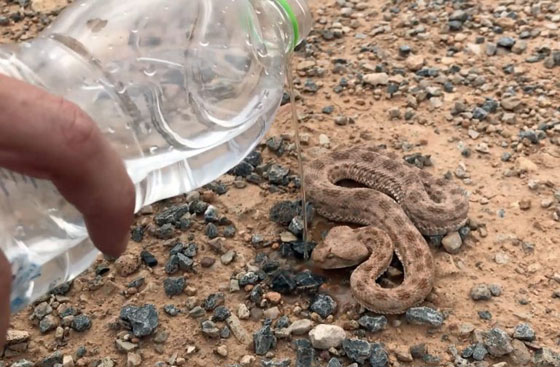 بالفيديو.. شاهدوا كيف أنقذ هذا الشاب أفعى قاتلة من موت محقق صورة رقم 4