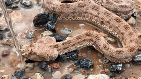 بالفيديو.. شاهدوا كيف أنقذ هذا الشاب أفعى قاتلة من موت محقق صورة رقم 5