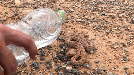 بالفيديو.. شاهدوا كيف أنقذ هذا الشاب أفعى قاتلة من موت محقق صورة رقم 3