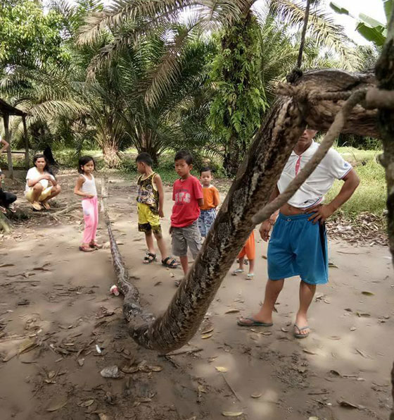 أفعى عملاقة  تهاجم إندونيسياً.. فقتلها وأكلها صورة رقم 2