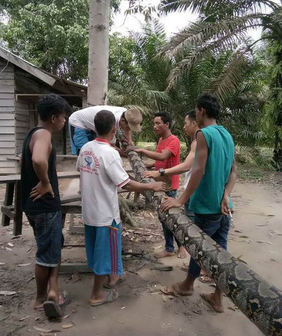 أفعى عملاقة  تهاجم إندونيسياً.. فقتلها وأكلها صورة رقم 3