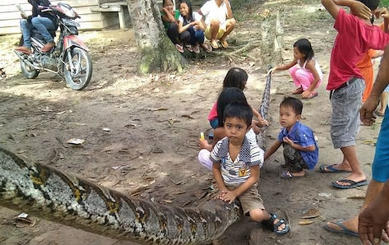 أفعى عملاقة  تهاجم إندونيسياً.. فقتلها وأكلها صورة رقم 4