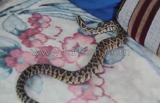 بالفيديو.. لحظة هجوم تفعى سامة على مروضها خلال مقابلة تلفزيونية صورة رقم 3 بالفيديو.. لحظة هجوم تفعى سامة على مروضها خلال مقابلة تلفزيونية صورة رقم 3