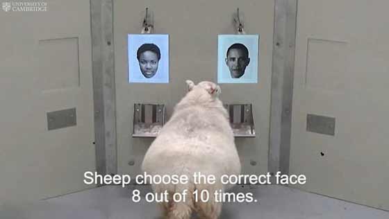 هكذا تعرفت الأغنام على أوباما.. فيديو صورة رقم 1 هكذا تعرفت الأغنام على أوباما.. فيديو صورة رقم 1