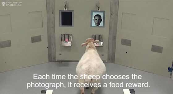 هكذا تعرفت الأغنام على أوباما.. فيديو صورة رقم 2 هكذا تعرفت الأغنام على أوباما.. فيديو صورة رقم 2