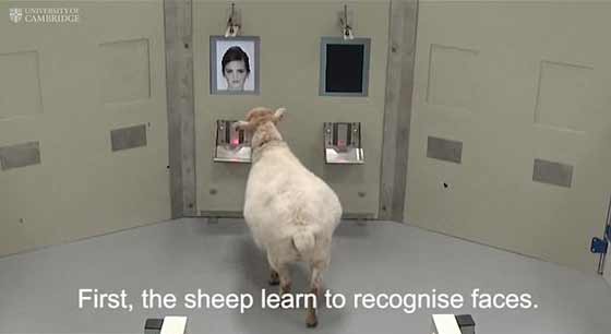 هكذا تعرفت الأغنام على أوباما.. فيديو صورة رقم 3 هكذا تعرفت الأغنام على أوباما.. فيديو صورة رقم 3