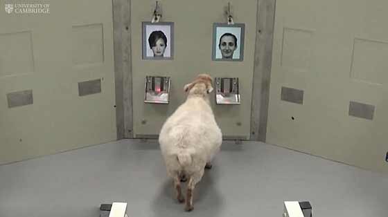 هكذا تعرفت الأغنام على أوباما.. فيديو صورة رقم 4 هكذا تعرفت الأغنام على أوباما.. فيديو صورة رقم 4