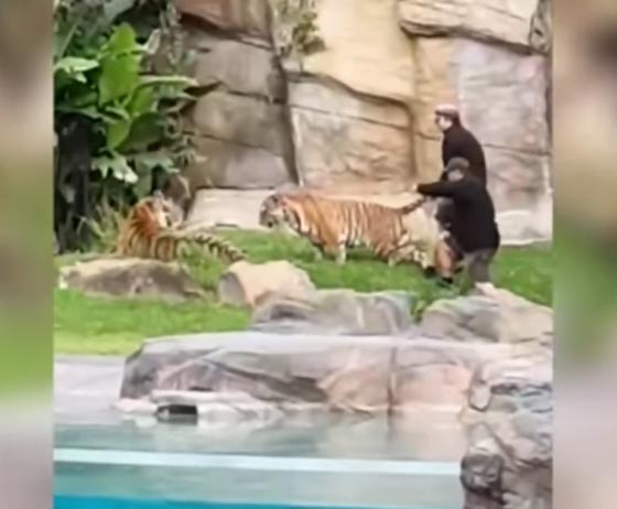 فيديو مؤلم.. حارس حديقة يصفع نمرا على وجهه ويسحب ذيل آخر! صورة رقم 1 فيديو مؤلم.. حارس حديقة يصفع نمرا على وجهه ويسحب ذيل آخر! صورة رقم 1