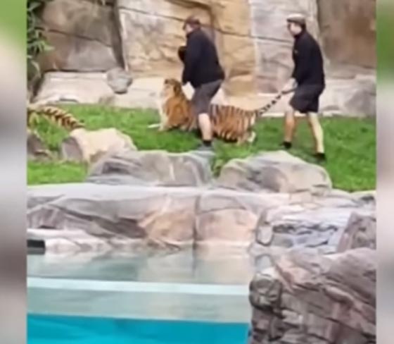 فيديو مؤلم.. حارس حديقة يصفع نمرا على وجهه ويسحب ذيل آخر! صورة رقم 2 فيديو مؤلم.. حارس حديقة يصفع نمرا على وجهه ويسحب ذيل آخر! صورة رقم 2