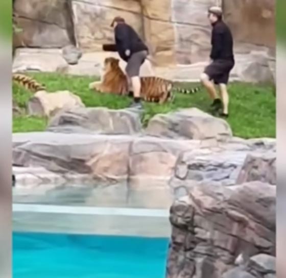 فيديو مؤلم.. حارس حديقة يصفع نمرا على وجهه ويسحب ذيل آخر! صورة رقم 3 فيديو مؤلم.. حارس حديقة يصفع نمرا على وجهه ويسحب ذيل آخر! صورة رقم 3