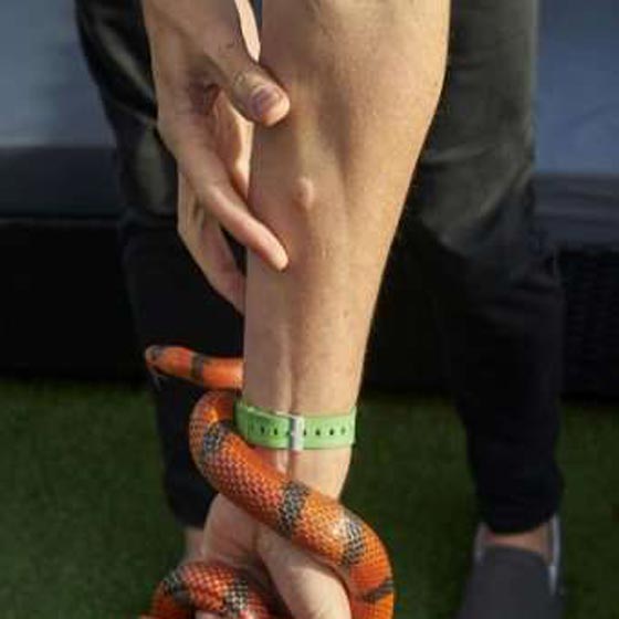 بالفيديو والصور.. موسيقي يحقن نفسه بسم ثعبان الكوبرا منذ 28 عاما! صورة رقم 9