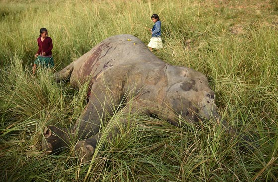 الهند: قطار يصدم فيلين نادرين ويقتلهما.. صور صورة رقم 2