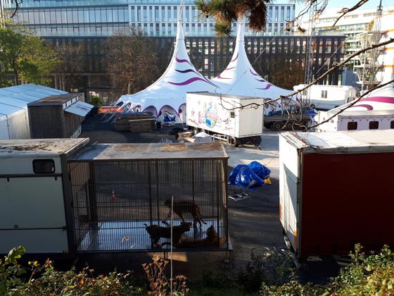 شاهدوا كيف كانت نهاية نمر فر من السيرك ليتجول بباريس صورة رقم 1 شاهدوا كيف كانت نهاية نمر فر من السيرك ليتجول بباريس صورة رقم 1