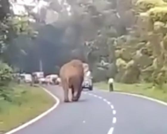 فيديو صادم ومرعب.. فيل يغضب من الصور ويقتل المتطفل صورة رقم 3 فيديو صادم ومرعب.. فيل يغضب من الصور ويقتل المتطفل صورة رقم 3