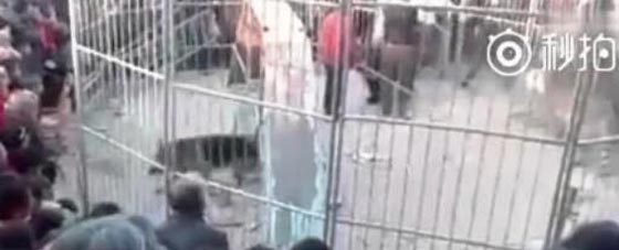 فيديو مروع.. نمر يهرب من القفص ويهاجم الجماهير في السيرك صورة رقم 1 فيديو مروع.. نمر يهرب من القفص ويهاجم الجماهير في السيرك صورة رقم 1