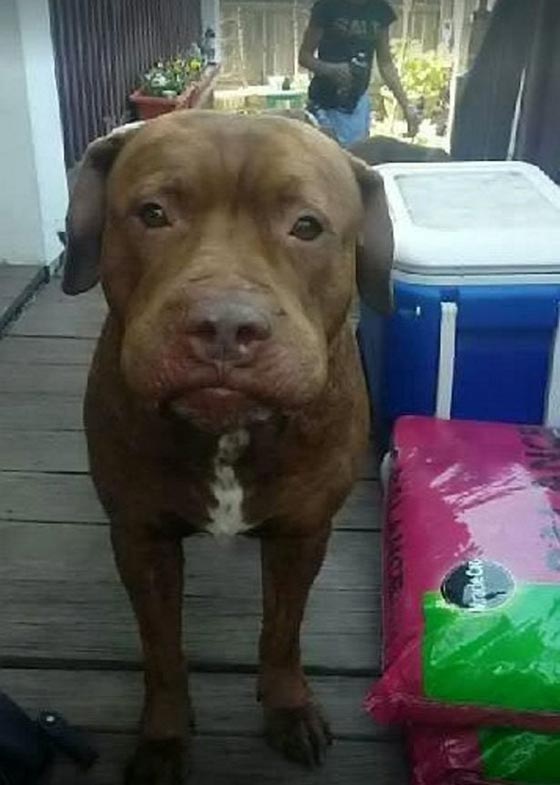 صور مؤلمة: وحشية كلب ربته صاحبته 9 سنوات، فأكل ذراعها في 9 دقائق! صورة رقم 2 صور مؤلمة: وحشية كلب ربته صاحبته 9 سنوات، فأكل ذراعها في 9 دقائق! صورة رقم 2