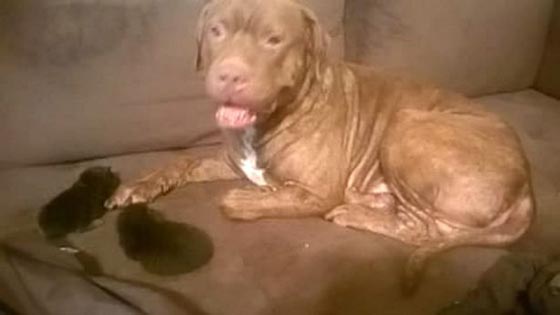 صور مؤلمة: وحشية كلب ربته صاحبته 9 سنوات، فأكل ذراعها في 9 دقائق! صورة رقم 9 صور مؤلمة: وحشية كلب ربته صاحبته 9 سنوات، فأكل ذراعها في 9 دقائق! صورة رقم 9