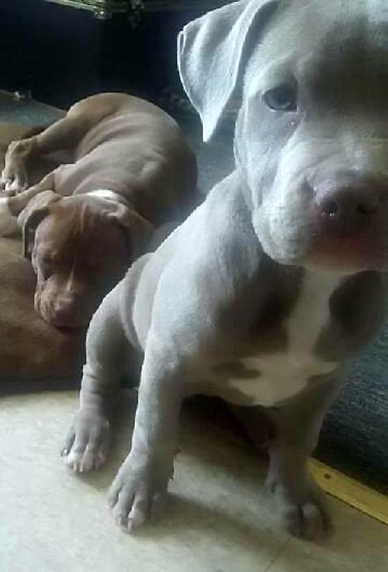 صور مؤلمة: وحشية كلب ربته صاحبته 9 سنوات، فأكل ذراعها في 9 دقائق! صورة رقم 12 صور مؤلمة: وحشية كلب ربته صاحبته 9 سنوات، فأكل ذراعها في 9 دقائق! صورة رقم 12