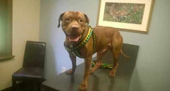 صور مؤلمة: وحشية كلب ربته صاحبته 9 سنوات، فأكل ذراعها في 9 دقائق! صورة رقم 14 صور مؤلمة: وحشية كلب ربته صاحبته 9 سنوات، فأكل ذراعها في 9 دقائق! صورة رقم 14