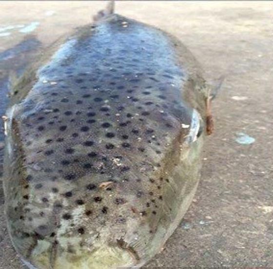 السمكة القاتلة: وصلت لسواحل 8 دول عربية وتقتل فورا كل من يلمسها صورة رقم 9 السمكة القاتلة: وصلت لسواحل 8 دول عربية وتقتل فورا كل من يلمسها صورة رقم 9