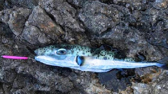 السمكة القاتلة: وصلت لسواحل 8 دول عربية وتقتل فورا كل من يلمسها صورة رقم 1 السمكة القاتلة: وصلت لسواحل 8 دول عربية وتقتل فورا كل من يلمسها صورة رقم 1