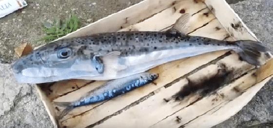 السمكة القاتلة: وصلت لسواحل 8 دول عربية وتقتل فورا كل من يلمسها صورة رقم 6 السمكة القاتلة: وصلت لسواحل 8 دول عربية وتقتل فورا كل من يلمسها صورة رقم 6