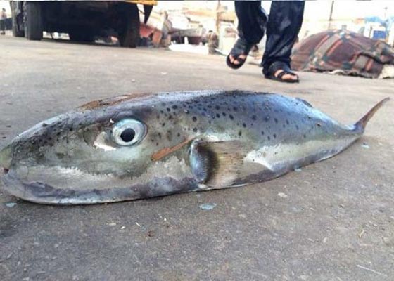 السمكة القاتلة: وصلت لسواحل 8 دول عربية وتقتل فورا كل من يلمسها صورة رقم 8 السمكة القاتلة: وصلت لسواحل 8 دول عربية وتقتل فورا كل من يلمسها صورة رقم 8