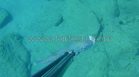 السمكة القاتلة: وصلت لسواحل 8 دول عربية وتقتل فورا كل من يلمسها صورة رقم 11 السمكة القاتلة: وصلت لسواحل 8 دول عربية وتقتل فورا كل من يلمسها صورة رقم 11