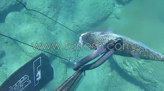 السمكة القاتلة: وصلت لسواحل 8 دول عربية وتقتل فورا كل من يلمسها صورة رقم 12 السمكة القاتلة: وصلت لسواحل 8 دول عربية وتقتل فورا كل من يلمسها صورة رقم 12