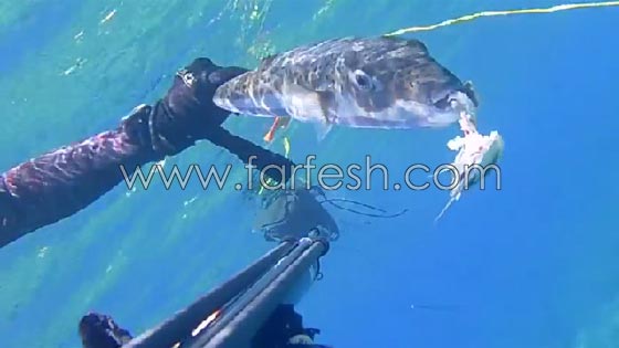 السمكة القاتلة: وصلت لسواحل 8 دول عربية وتقتل فورا كل من يلمسها صورة رقم 13 السمكة القاتلة: وصلت لسواحل 8 دول عربية وتقتل فورا كل من يلمسها صورة رقم 13