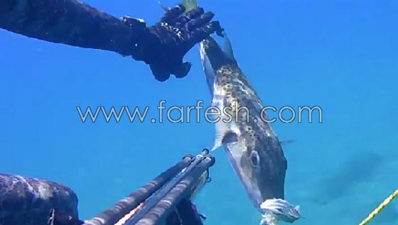 السمكة القاتلة: وصلت لسواحل 8 دول عربية وتقتل فورا كل من يلمسها صورة رقم 14 السمكة القاتلة: وصلت لسواحل 8 دول عربية وتقتل فورا كل من يلمسها صورة رقم 14