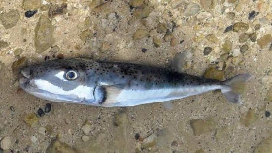 السمكة القاتلة: وصلت لسواحل 8 دول عربية وتقتل فورا كل من يلمسها صورة رقم 3 السمكة القاتلة: وصلت لسواحل 8 دول عربية وتقتل فورا كل من يلمسها صورة رقم 3