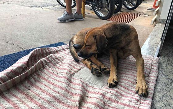 صور مؤثرة جدا: كلب يرفض مغادرة مستشفى بعد ان توفي فيها صاحبه صورة رقم 3