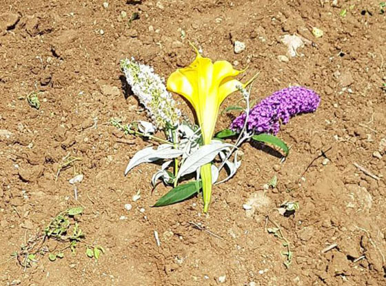 مقتل الكلب البطل الذي أنقذ حياة أشخاص في زلزال إيطاليا بالسم! صورة رقم 4