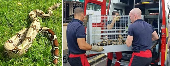 موت غامض ومحيّر: مدرب أفاعي شهير، قتلته أفعى غير سامة..  صورة رقم 4