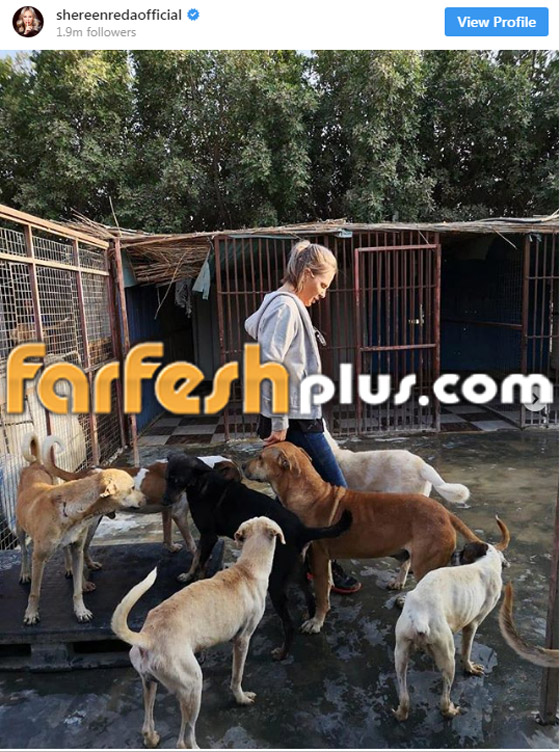 كلاب فى حياة النجوم العرب: من قال (كلابي زي ولادي)؟ صورة رقم 2