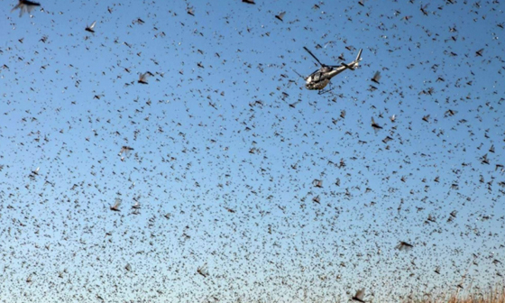 جيوش من الجراد تعبر السودان إلى مصر والسعودية والأردن وتهدد بتدمير المحاصيل صورة رقم 4