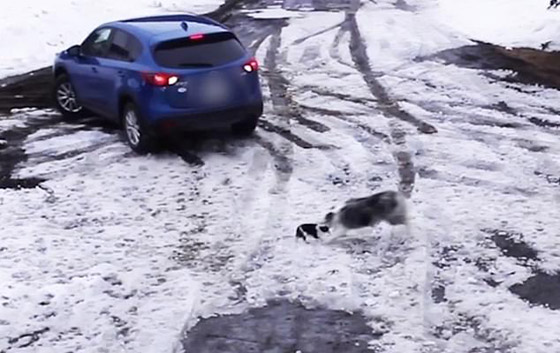 فيديو مذهل: كلبة تنقذ أخرى من الموت بتدخل خاطف صورة رقم 2