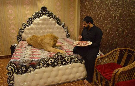 بالفيديو والصور:رجل يربي أسدا داخل منزله ويسمح له بالنوم على سريره صورة رقم 1