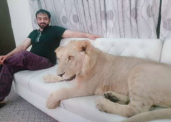 بالفيديو والصور:رجل يربي أسدا داخل منزله ويسمح له بالنوم على سريره صورة رقم 4
