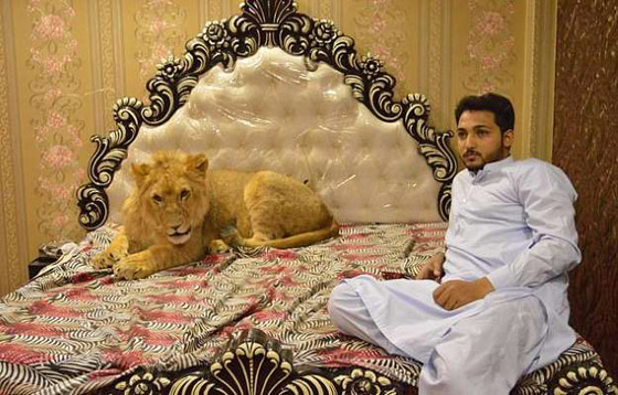 بالفيديو والصور:رجل يربي أسدا داخل منزله ويسمح له بالنوم على سريره صورة رقم 2