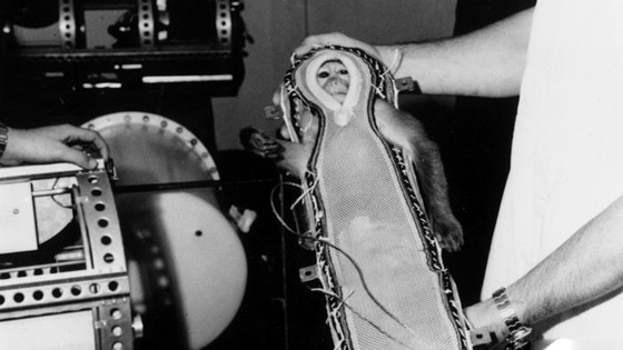 أبرز محطات سفر الحيوانات إلى الفضاء بالذكرى الـ60 لوصول أول قرد صورة رقم 3