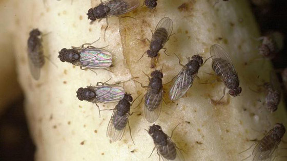 أبرز محطات سفر الحيوانات إلى الفضاء بالذكرى الـ60 لوصول أول قرد صورة رقم 7