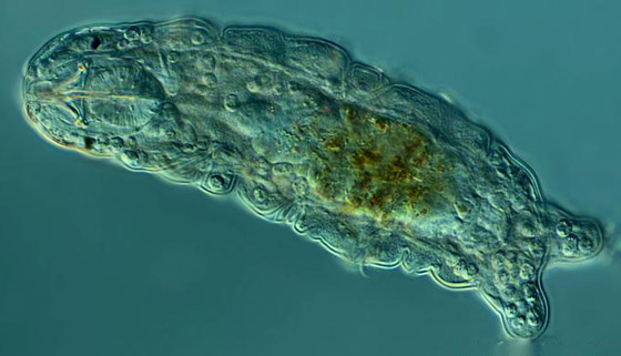 أبرز محطات سفر الحيوانات إلى الفضاء بالذكرى الـ60 لوصول أول قرد صورة رقم 8